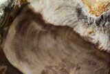 Petrified Wood (Bald Cypress) Slab - Saddle Mountain, WA #101166-1